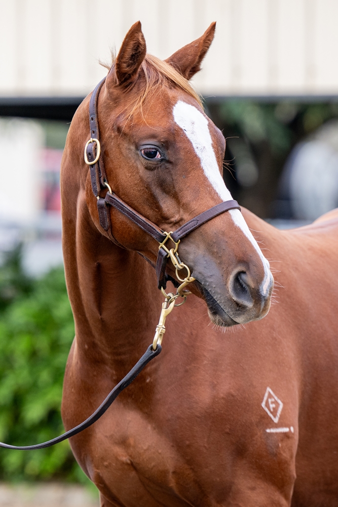 Sun City (AUS) / Lottie's the Boss (AUS) 2024 Filly - Image 3