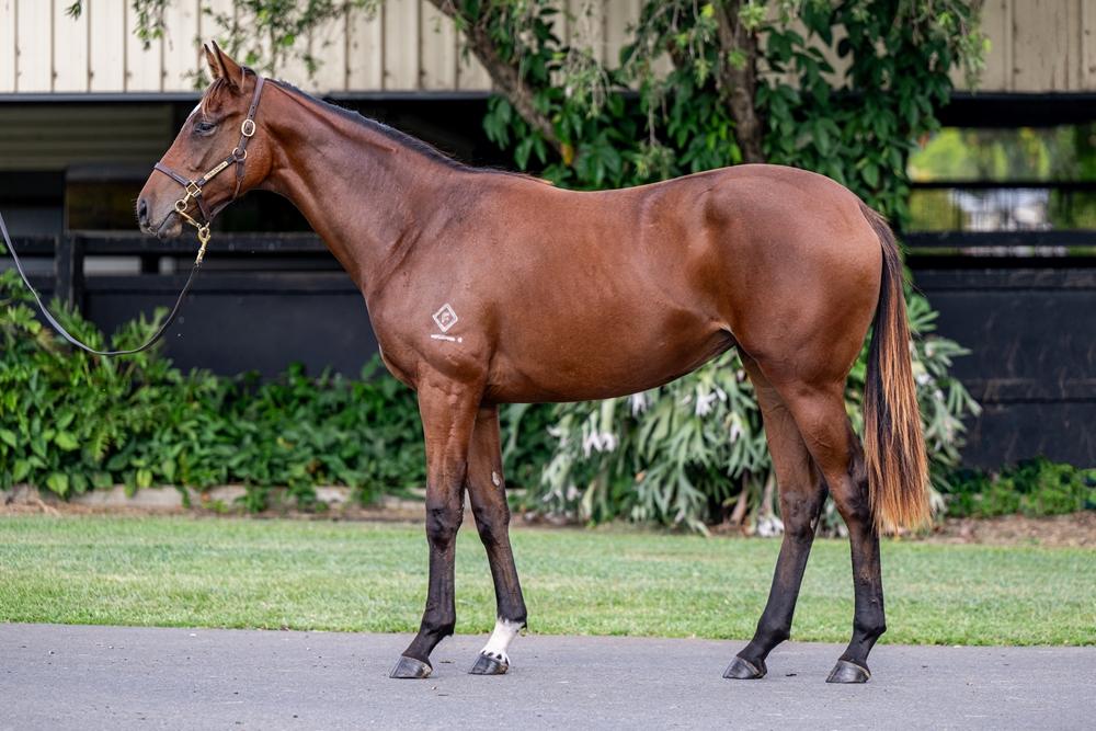 Sidestep (AUS) / Why're You Waiting (AUS) 2024 Filly - Image 1