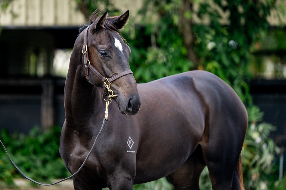 The Odyssey (AUS) / Select Cat (USA) 2024 Filly - Image 2