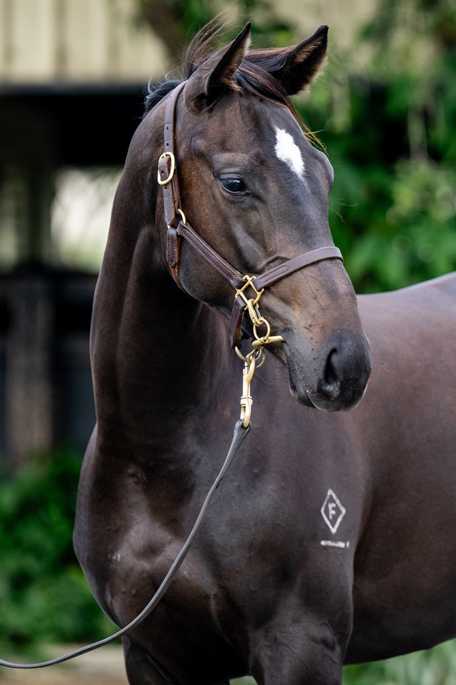 The Odyssey (AUS) / Select Cat (USA) 2024 Filly - Image 3
