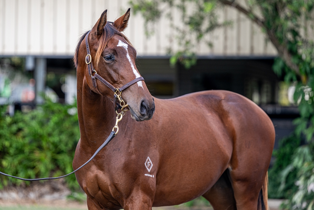 Sidestep (AUS) / Why're You Waiting (AUS) 2024 Filly - Image 2