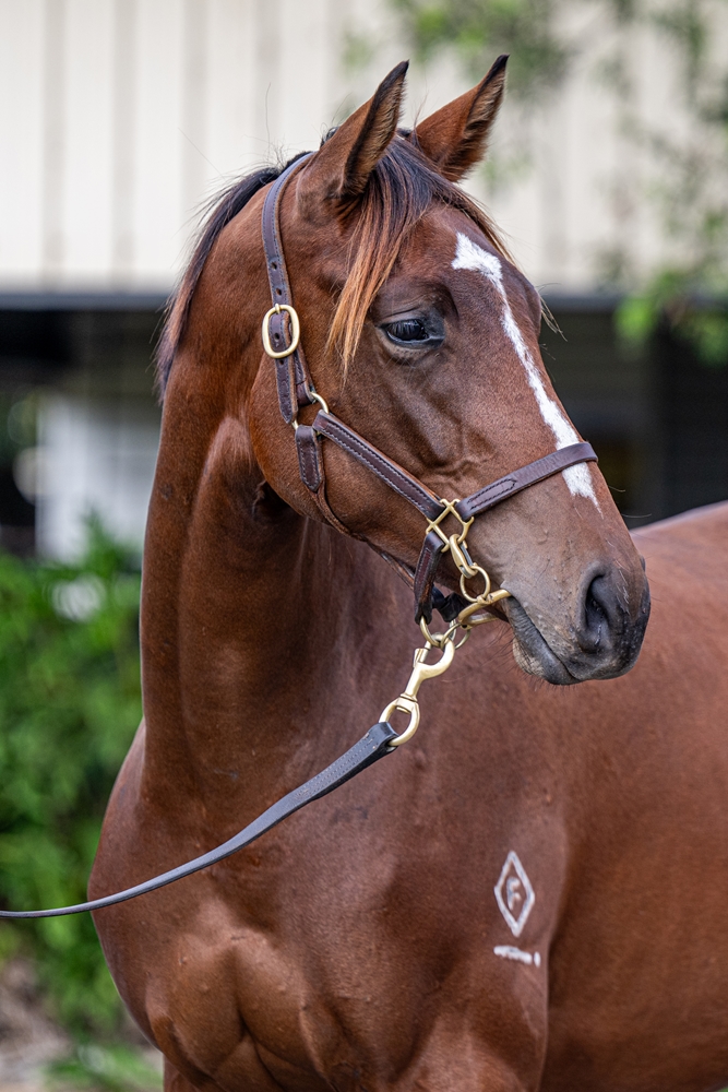 Sidestep (AUS) / Why're You Waiting (AUS) 2024 Filly - Image 3
