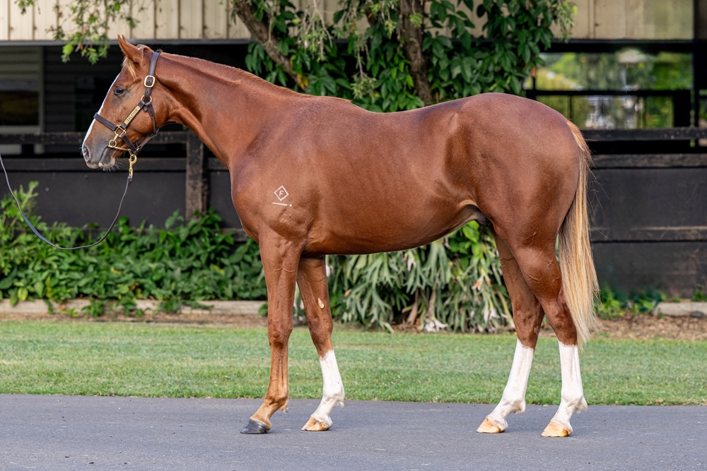 Sun City (AUS) / Call Me (AUS) 2024 Colt - Image 1