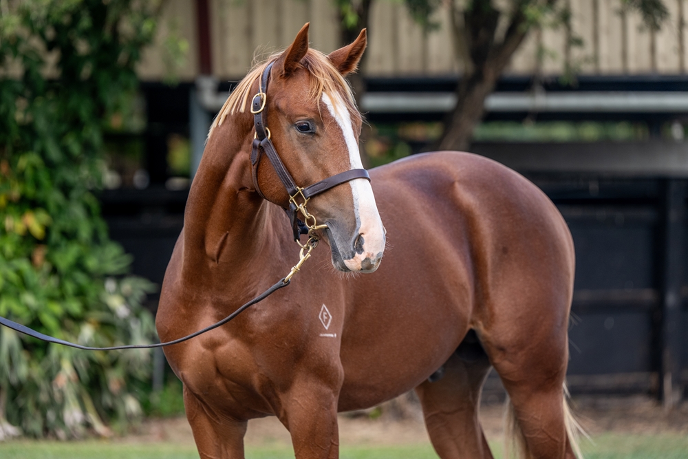 Sun City (AUS) / Call Me (AUS) 2024 Colt - Image 2