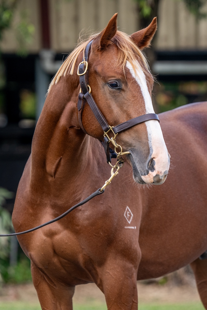 Sun City (AUS) / Call Me (AUS) 2024 Colt - Image 1