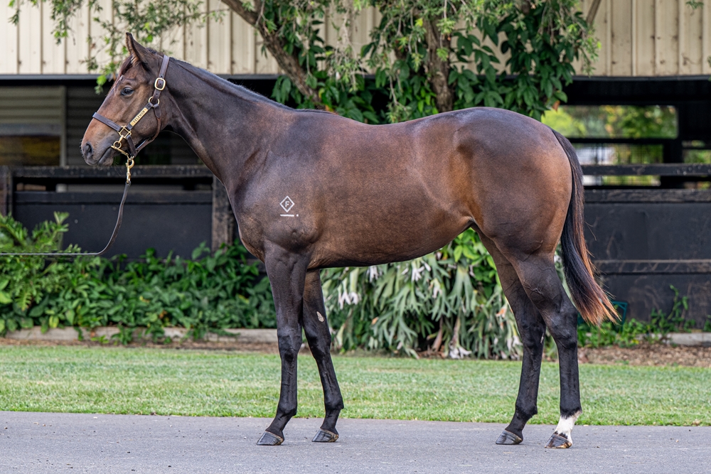 Farnan (AUS) / Denpurr (AUS) 2024 Filly - Image 1