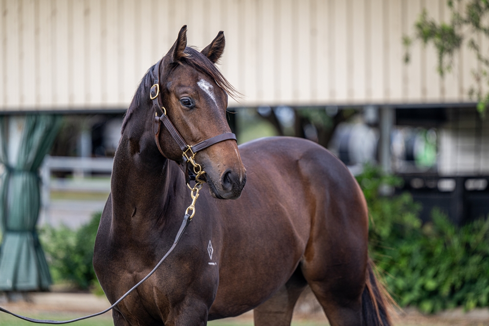 Farnan (AUS) / Denpurr (AUS) 2024 Filly - Image 2