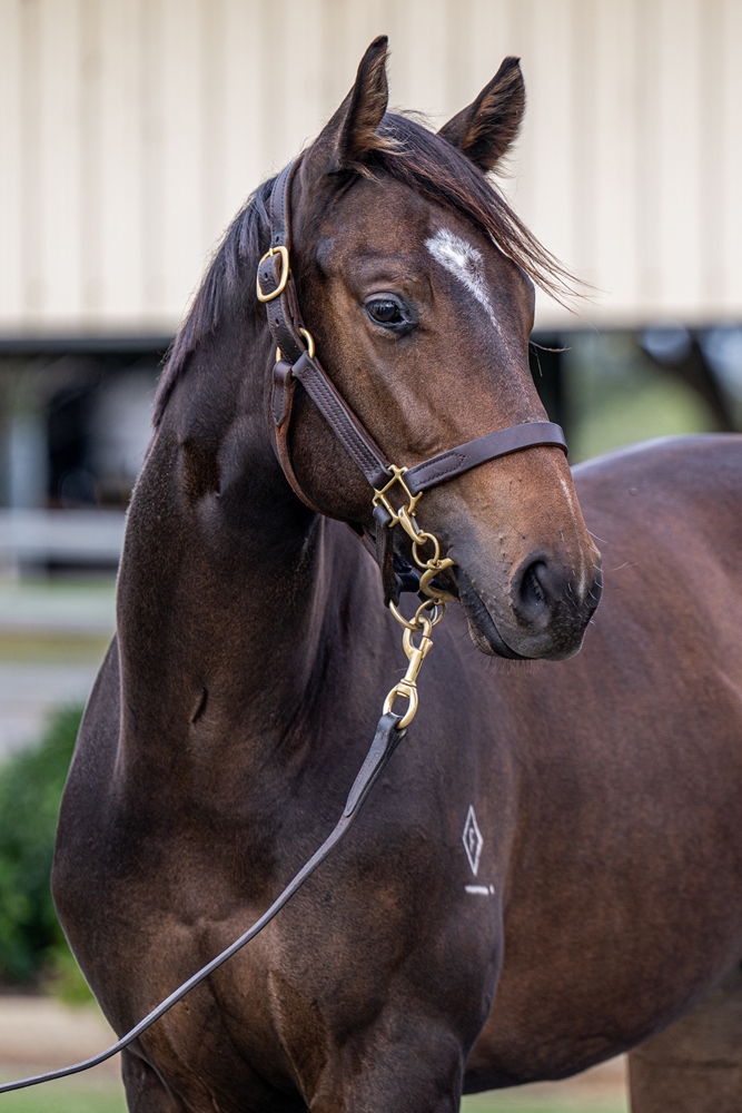 Farnan (AUS) / Denpurr (AUS) 2024 Filly - Image 3
