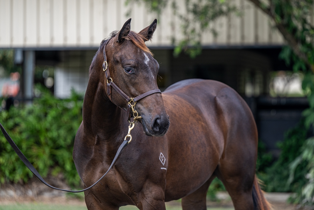 The Odyssey (AUS) / Dixie (AUS) 2024 Filly - Image 2