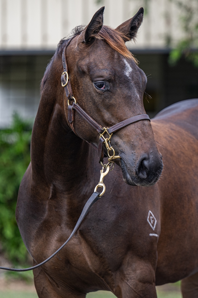 The Odyssey (AUS) / Dixie (AUS) 2024 Filly - Image 3