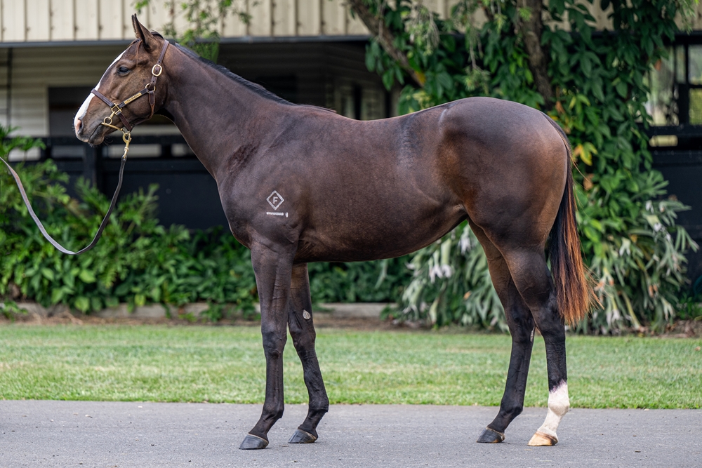 Blue Point (IRE) / Hannah Luxe (AUS) 2024 Filly - Image 1