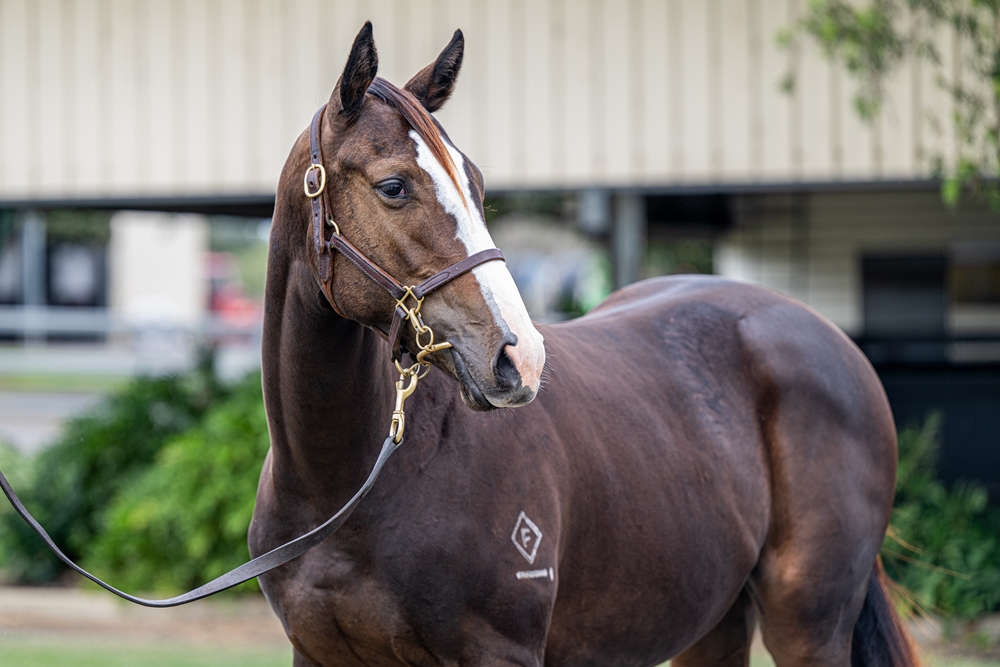 Blue Point (IRE) / Hannah Luxe (AUS) 2024 Filly - Image 2