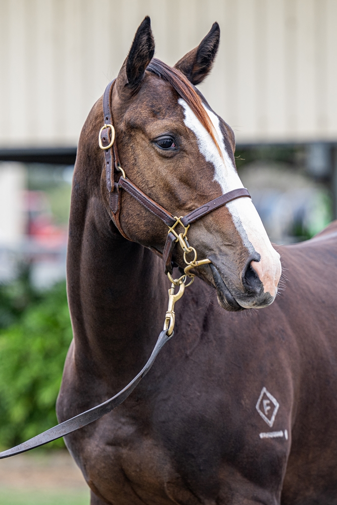 Blue Point (IRE) / Hannah Luxe (AUS) 2024 Filly - Image 3