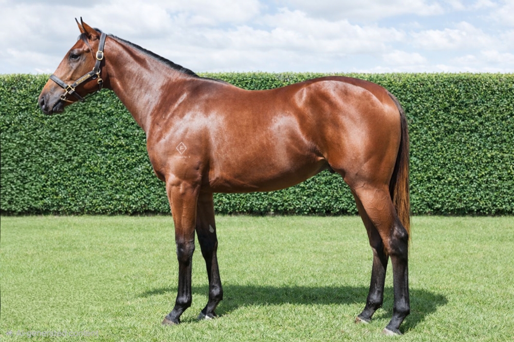 Tiger of Malay (AUS) / Tibetan Heights (AUS) 2024 Colt - Image 1