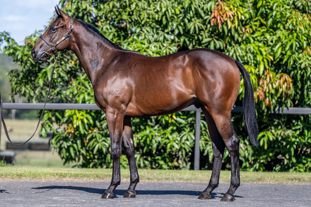 North Pacific (AUS) / Sacred Point (AUS) 2024 Colt - Image 1