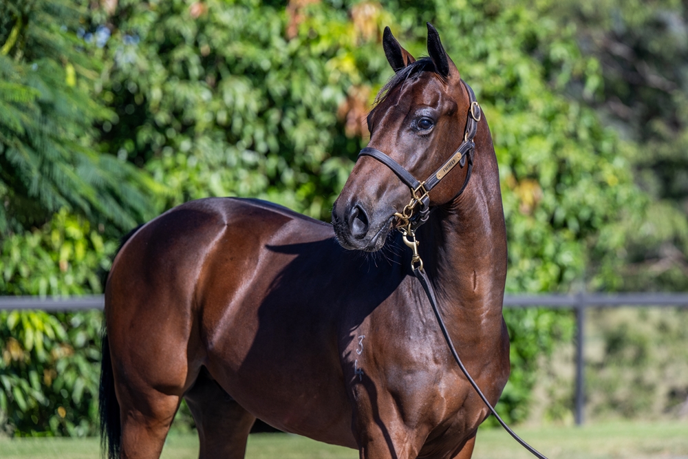 North Pacific (AUS) / Sacred Point (AUS) 2024 Colt - Image 2