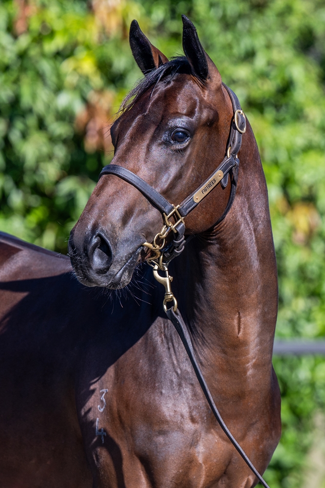 North Pacific (AUS) / Sacred Point (AUS) 2024 Colt - Image 3