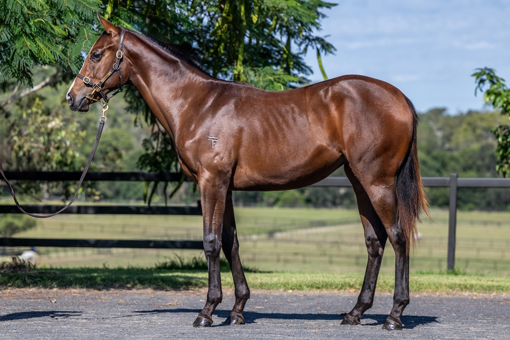 Kobayashi (AUS) / Skyfall (USA) 2024 Filly - Image 1
