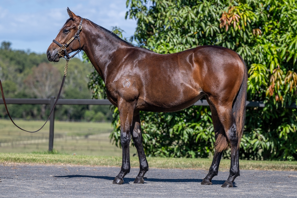 Trapeze Artist (AUS) / Ocean's Thirteen (NZ) 2024 Filly - Image 1