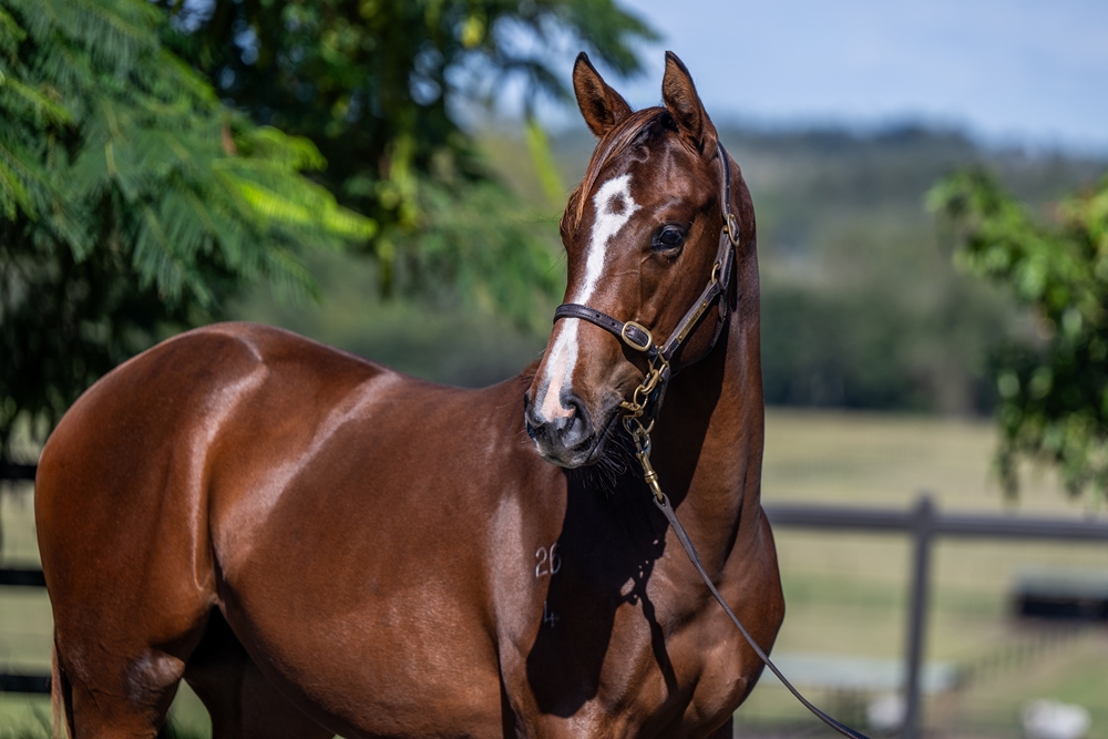 Kobayashi (AUS) / Skyfall (USA) 2024 Filly - Image 2