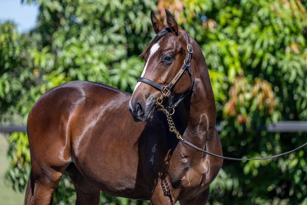 Trapeze Artist (AUS) / Ocean's Thirteen (NZ) 2024 Filly - Image 2