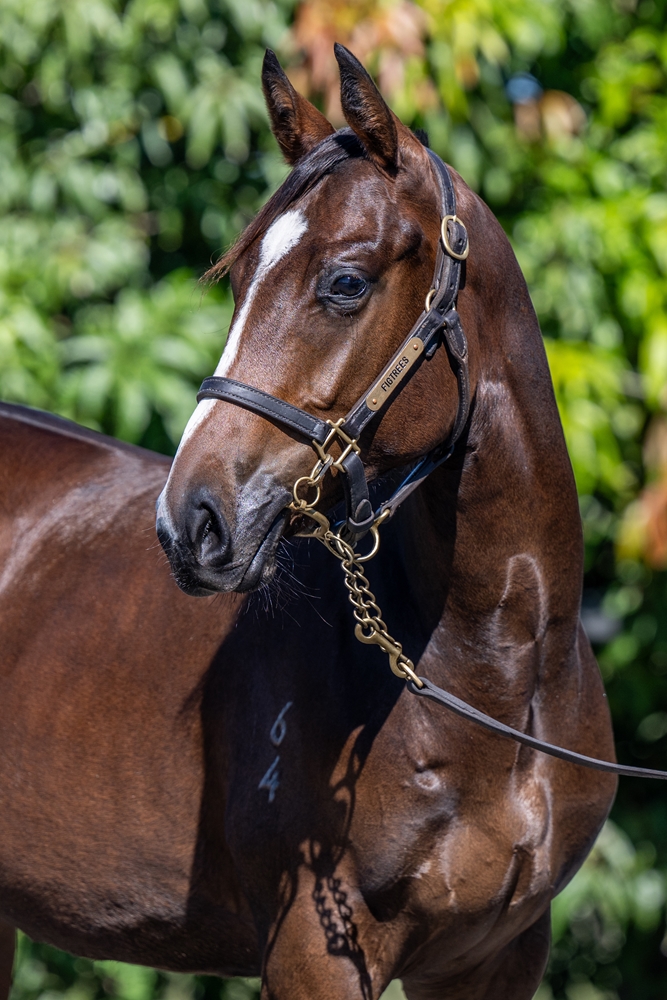 Trapeze Artist (AUS) / Ocean's Thirteen (NZ) 2024 Filly - Image 3