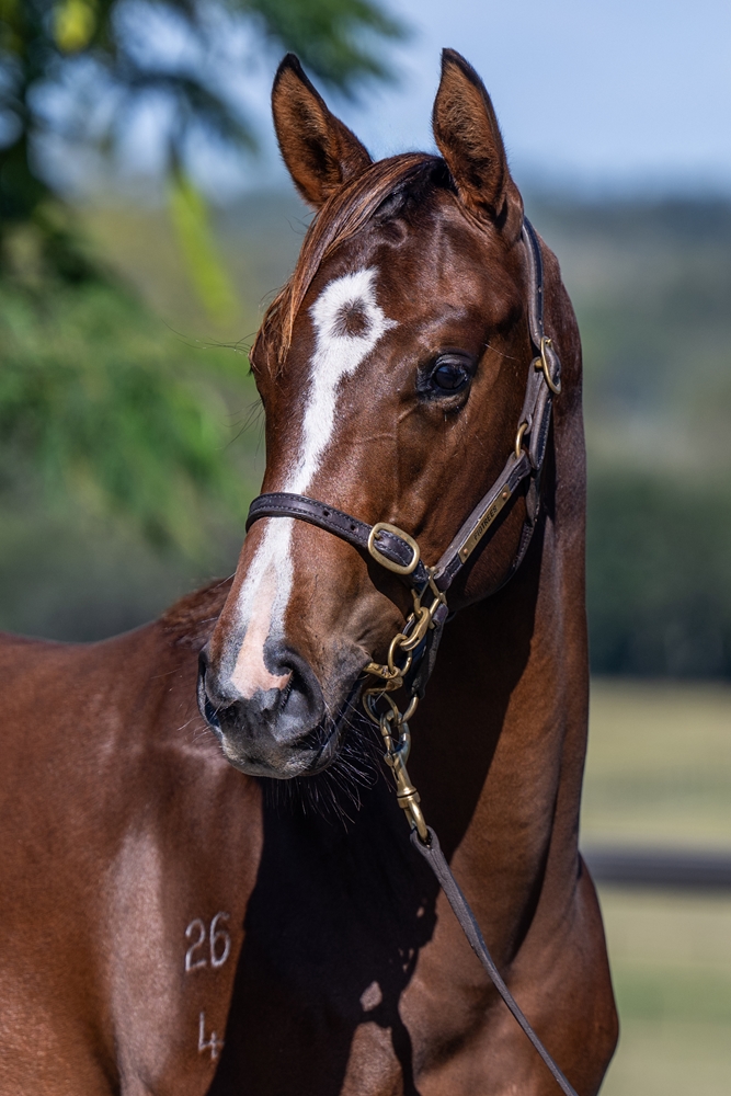 Kobayashi (AUS) / Skyfall (USA) 2024 Filly - Image 3