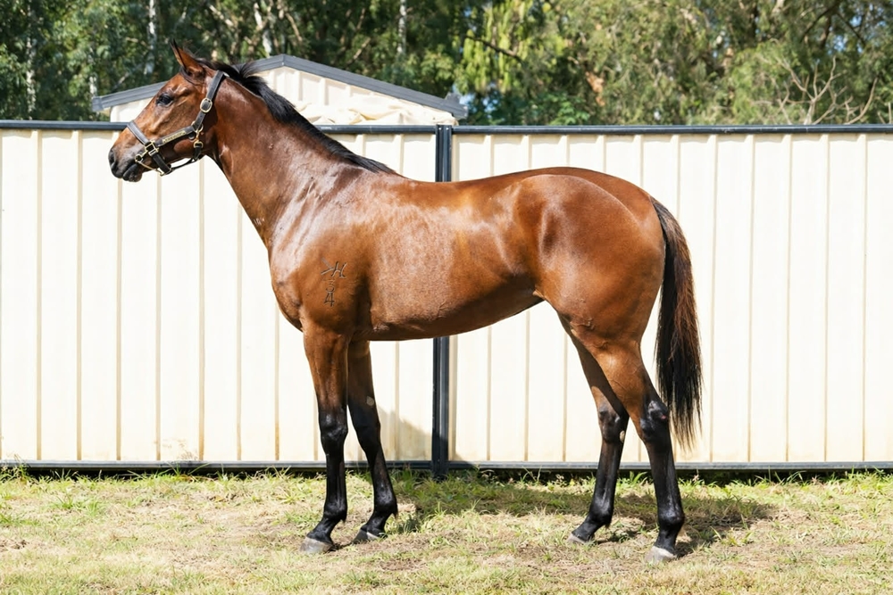 Sebring Sun (AUS) / Solysombra (AUS) 2024 Filly - Image 1