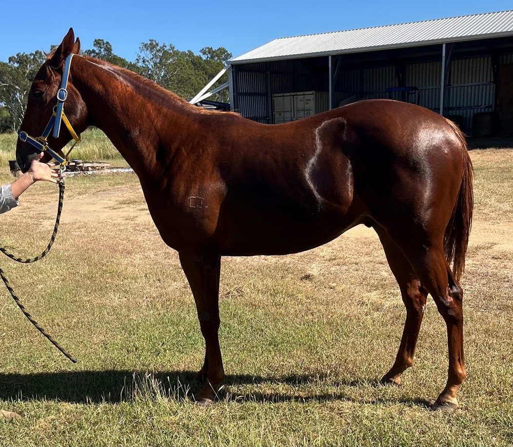 Stronger (AUS) / The Good the Bad (NZ) 2024 Colt - Image 1
