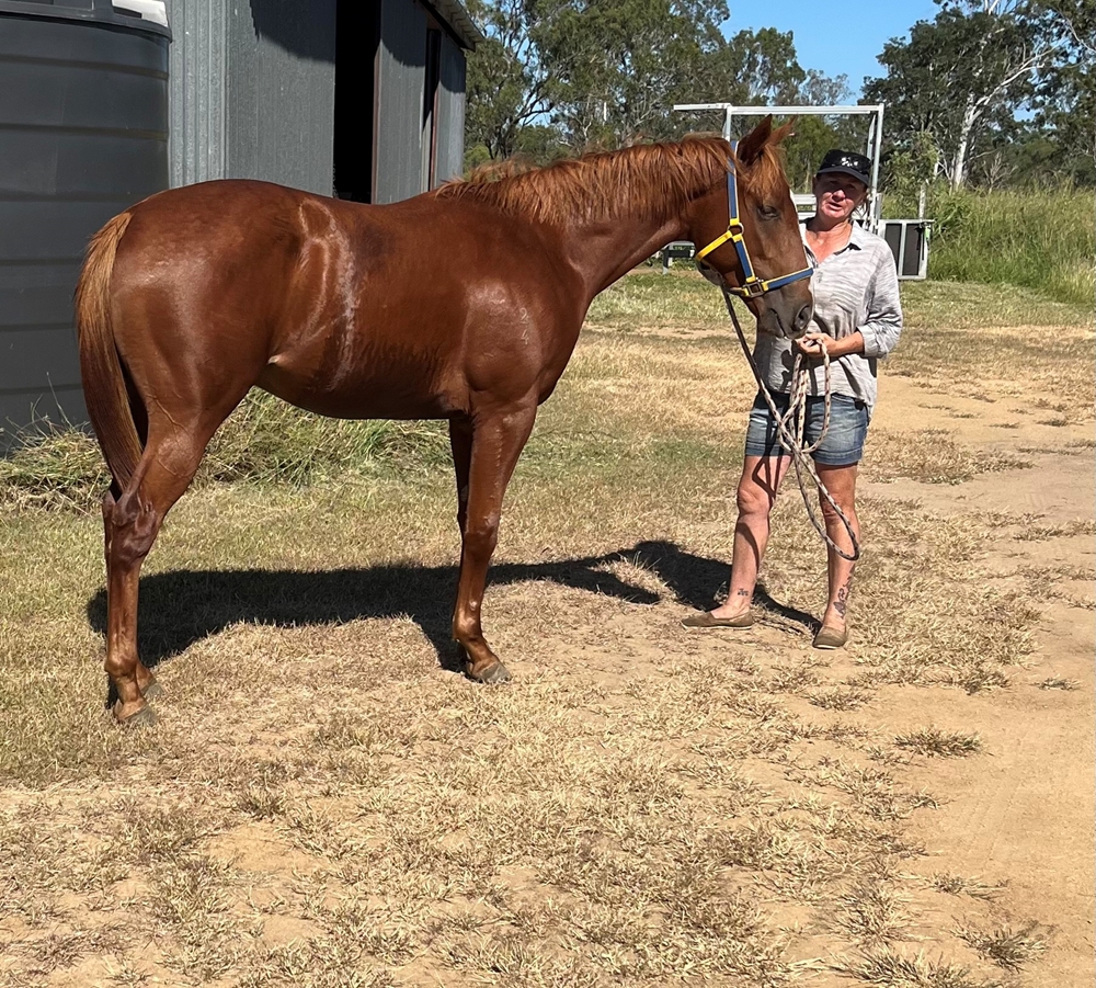 Stronger (AUS) / The Good the Bad (NZ) 2024 Colt - Image 2