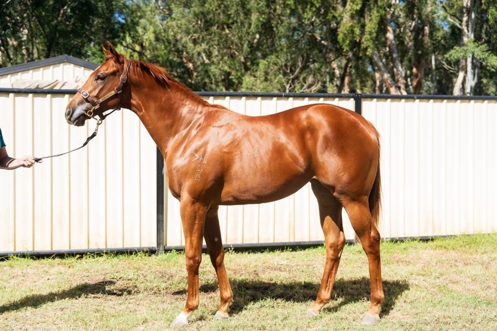 Sebring Sun (AUS) / Even So (AUS) 2024 Filly - Image 1
