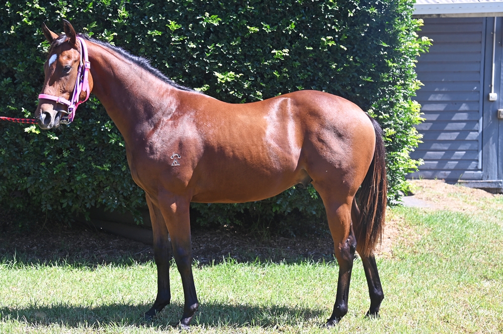 Barbaric (AUS) / Arrow Express (AUS) 2024 Colt - Image 1