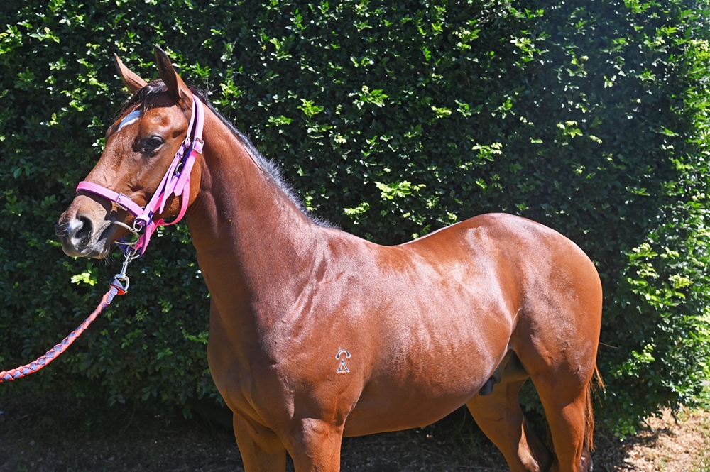 Barbaric (AUS) / Arrow Express (AUS) 2024 Colt - Image 2