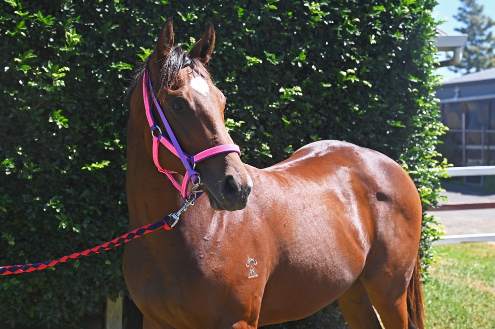 Barbaric (AUS) / Arrow Express (AUS) 2024 Colt - Image 3