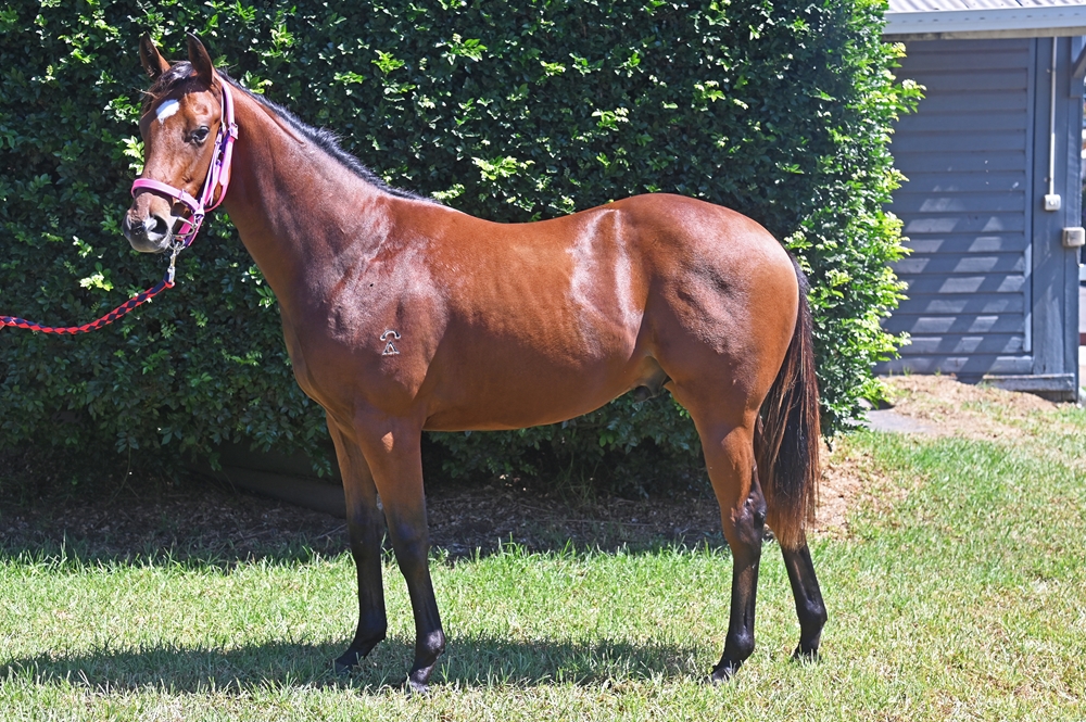 Barbaric (AUS) / Arrow Express (AUS) 2024 Colt - Image 4