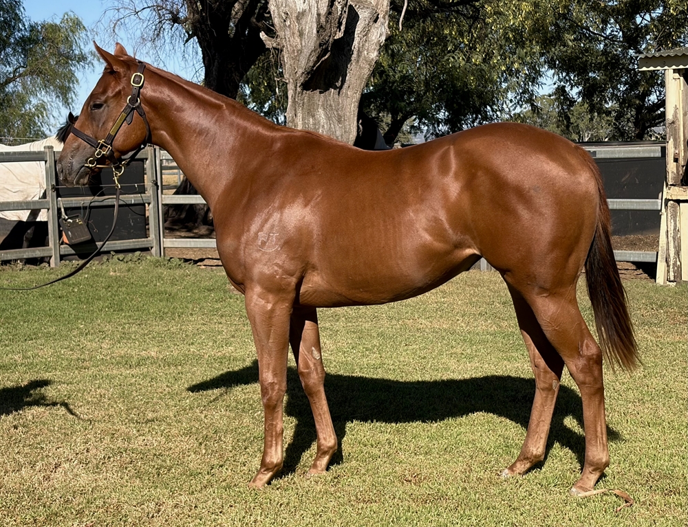 Stronger (AUS) / Good Music (AUS) 2024 Filly - Image 1