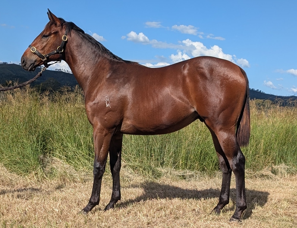 Dubious (AUS) / Lizzie Beth (AUS) 2024 Colt - Image 1