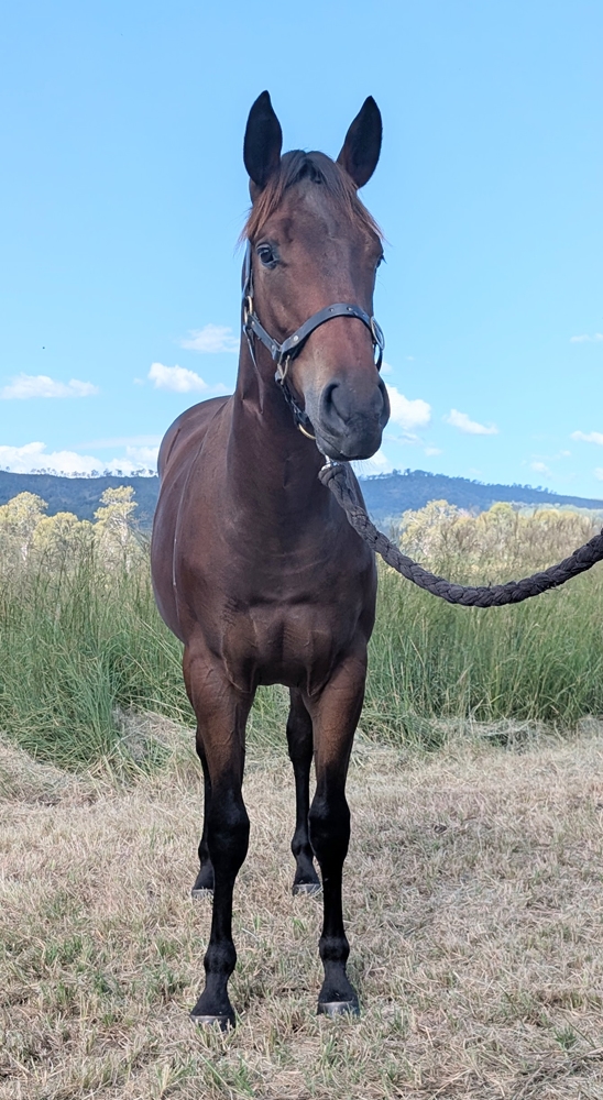 Dubious (AUS) / Lizzie Beth (AUS) 2024 Colt - Image 2