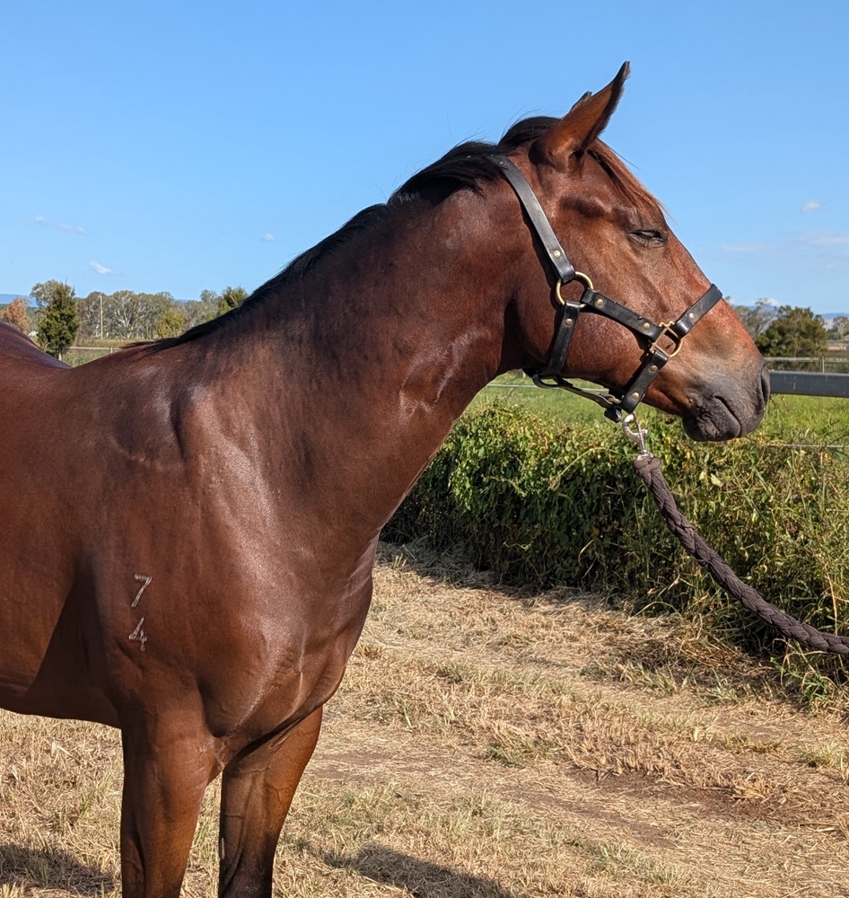 Dubious (AUS) / Lizzie Beth (AUS) 2024 Colt - Image 3