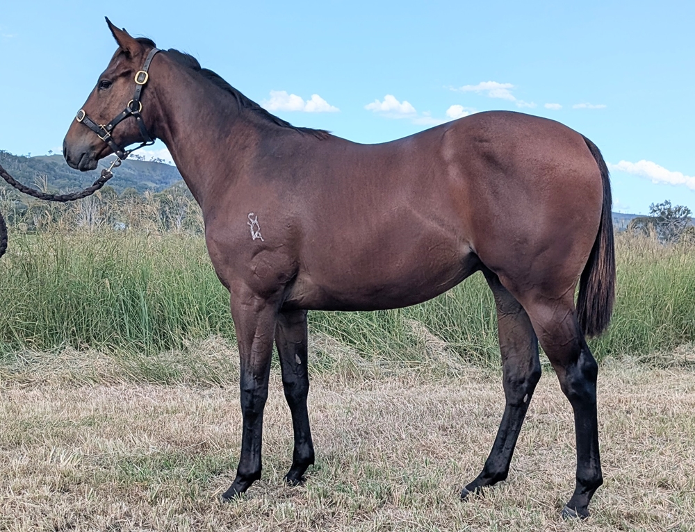 Dubious (AUS) / Lizzie Beth (AUS) 2024 Colt - Image 4