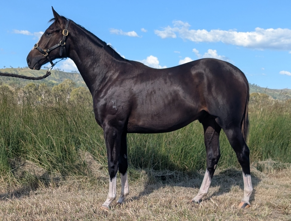 Barbaric (AUS) / Rhymes (AUS) 2024 Colt - Image 1