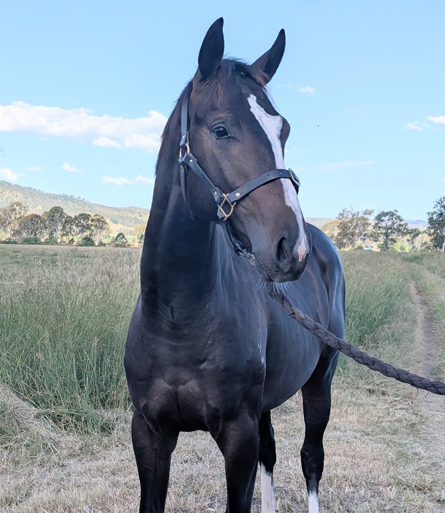 Barbaric (AUS) / Rhymes (AUS) 2024 Colt - Image 2