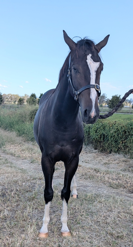 Barbaric (AUS) / Rhymes (AUS) 2024 Colt - Image 3