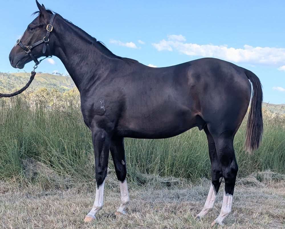 Barbaric (AUS) / Rhymes (AUS) 2024 Colt - Image 4