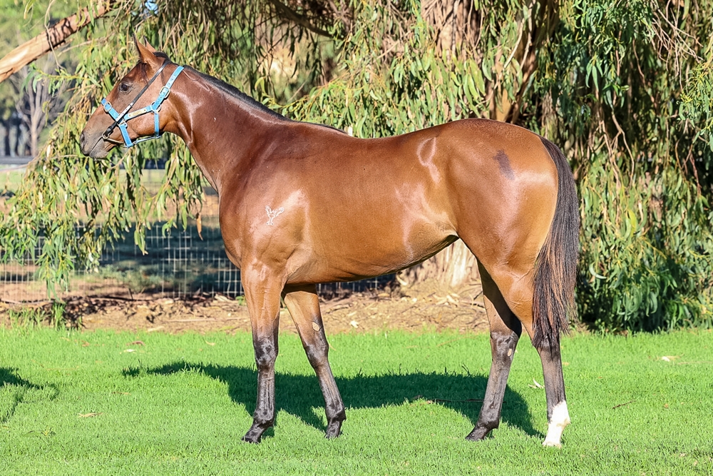 Thomas the Tank (AUS) / Jueun in New York (AUS) 2024 Filly - Image 1