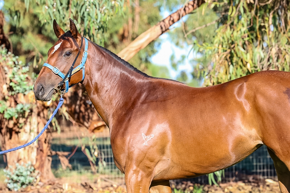 Thomas the Tank (AUS) / Jueun in New York (AUS) 2024 Filly - Image 2