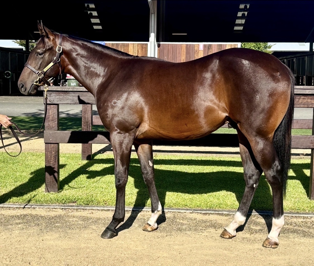 Spirit of Boom (AUS) / My Girl Rocks (AUS) 2024 Colt - Image 1