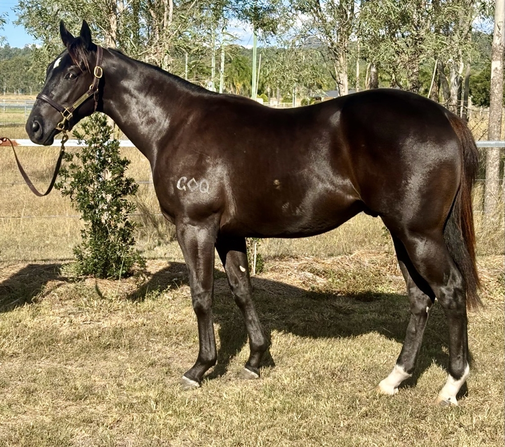 Better Than Ready (AUS) / Special Surprise (AUS) 2024 Colt - Image 1
