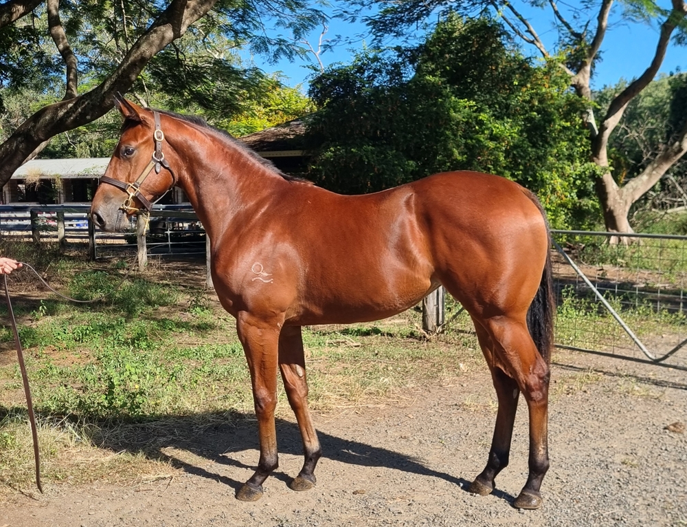 Dubious (AUS) / Japhite (AUS) 2024 Filly - Image 1