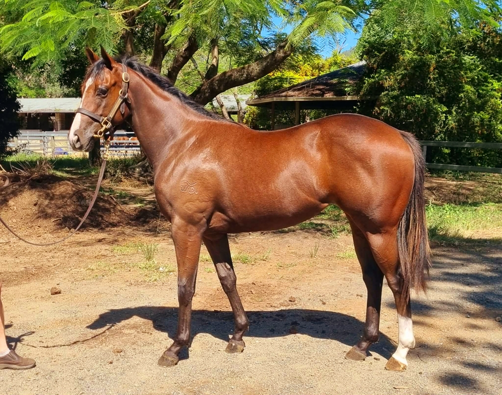 Sun City (AUS) / Pixie Ann (AUS) 2024 Filly - Image 1